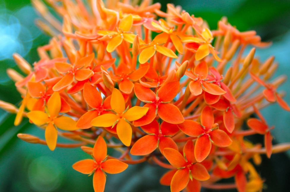 © Susheel Pandey - We All Are One... Shades Of Orange