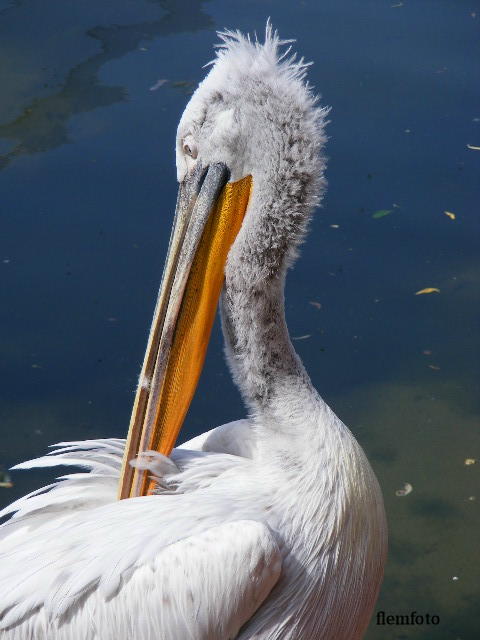 © flemming rasmussen - Big bird