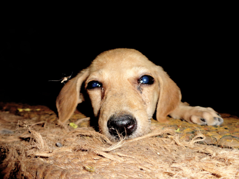 © Aysuhman Srivastava - innocent fighter