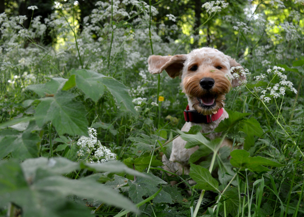 © sophie-marie whaley - Prancing Pup