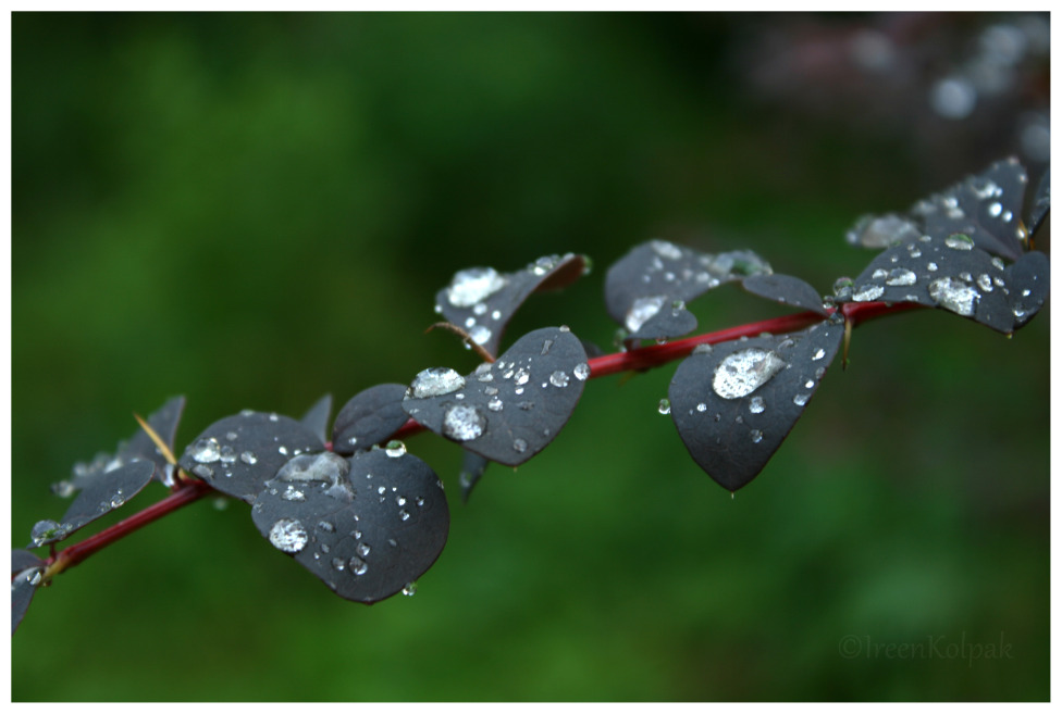 © Ireen Kolpak - During the Rain