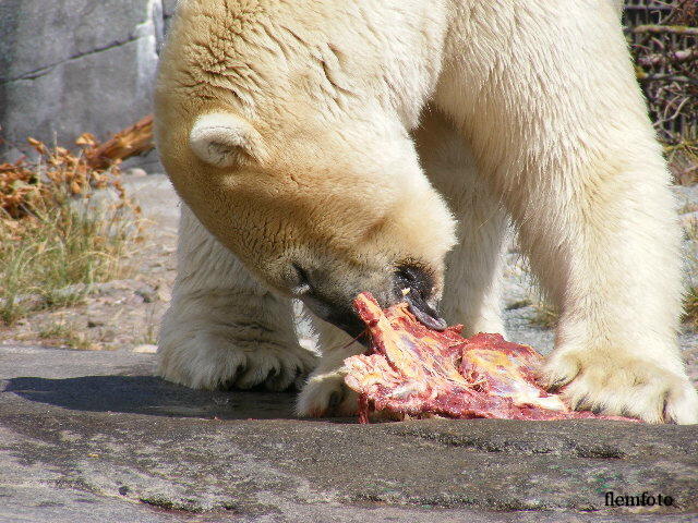 © flemming rasmussen - Lunch time