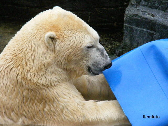 © flemming rasmussen - Polar bear