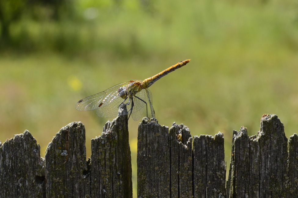 © Ira Pa - Dragonfly