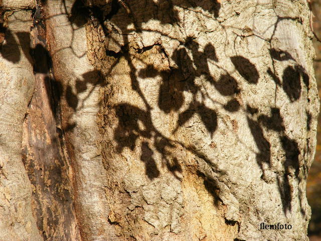 © flemming rasmussen - Shadow