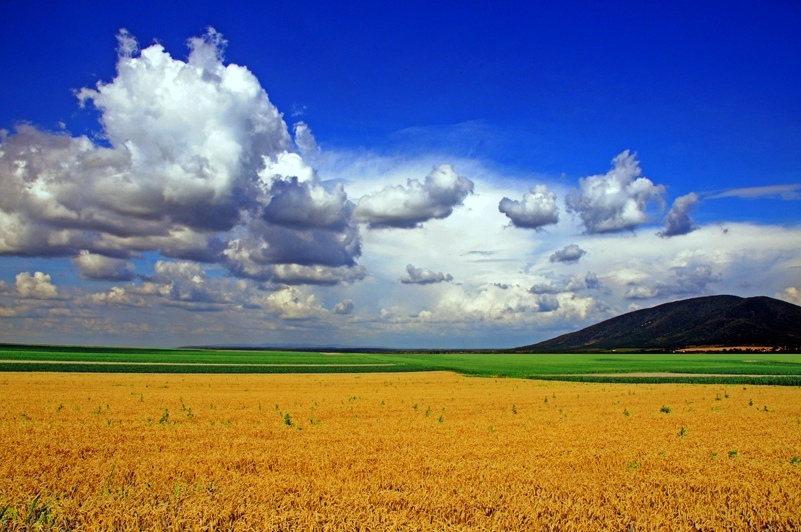 © Vlado Marinkovic - Summer