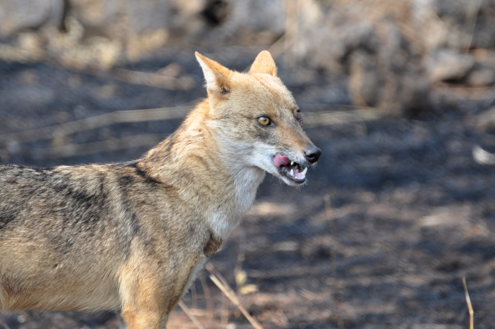 © Susheel Pandey - Jackal