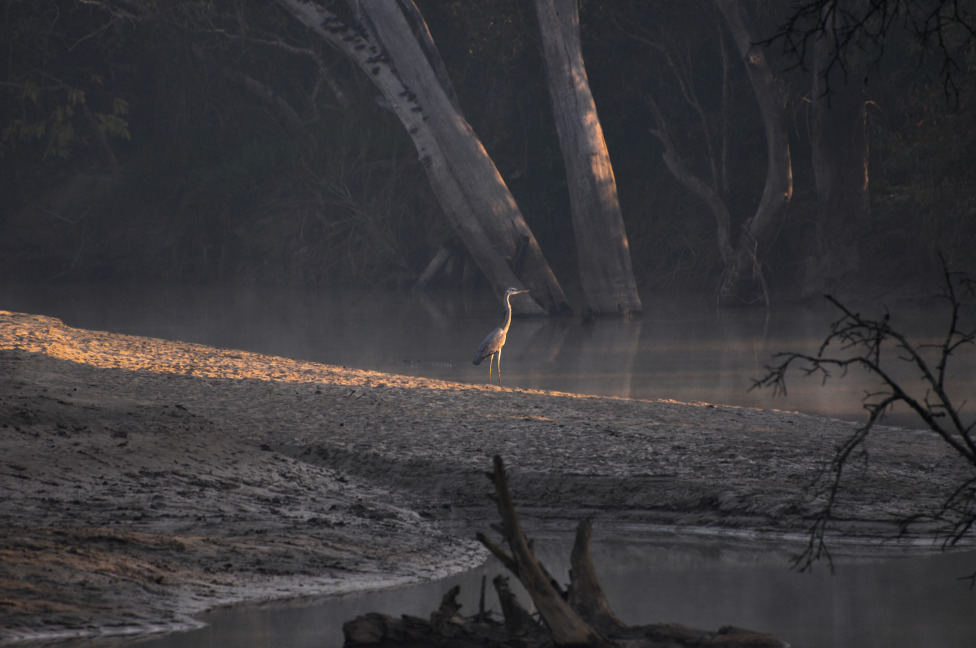 © Susheel Pandey - Sun Gracing The Bird