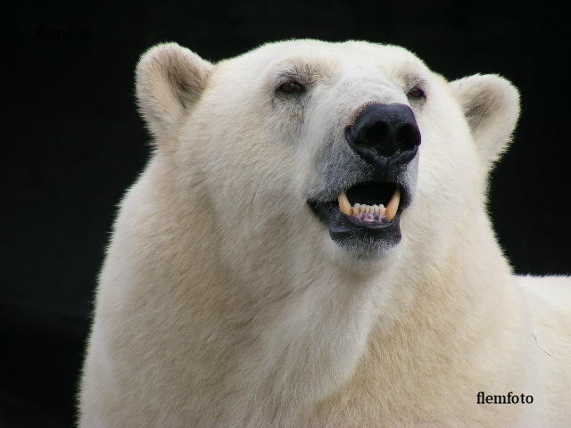 © flemming rasmussen - Polar bear