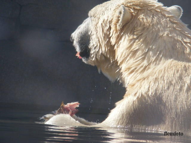 © flemming rasmussen - Polar bear