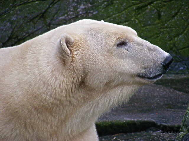 © flemming rasmussen - Polar bear