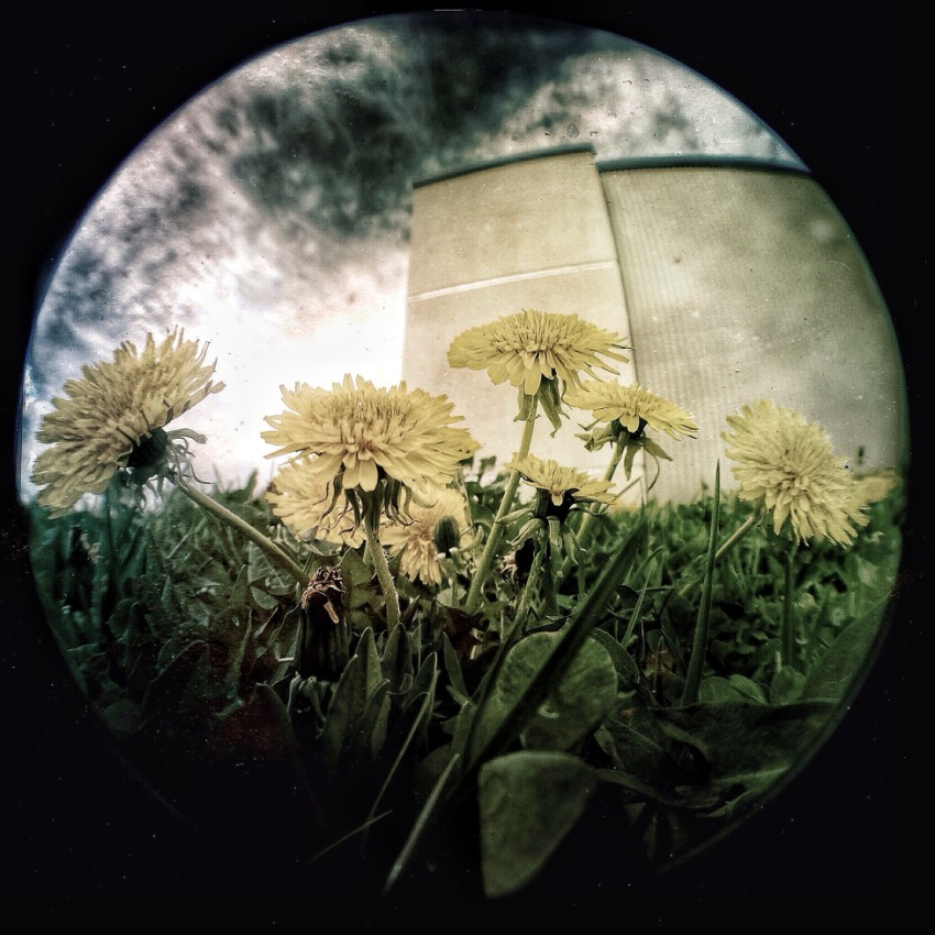 © Jean-Francois Dupuis - Dandelions