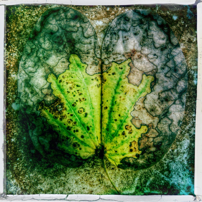 © Jean-Francois Dupuis - Leaf