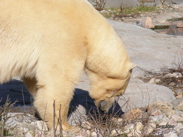 © flemming rasmussen - Polar bear