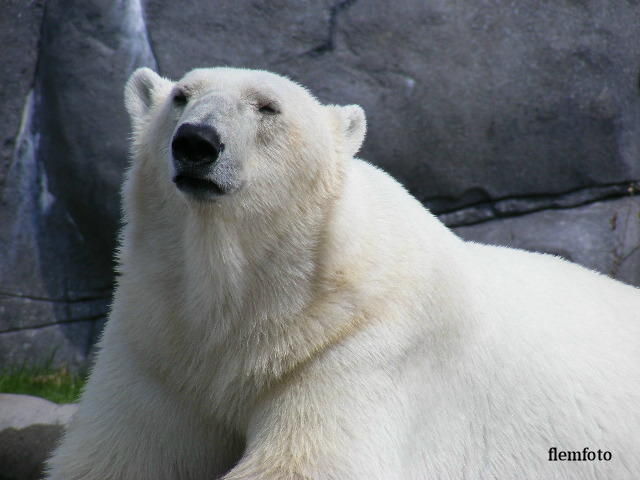 © flemming rasmussen - Polar bear