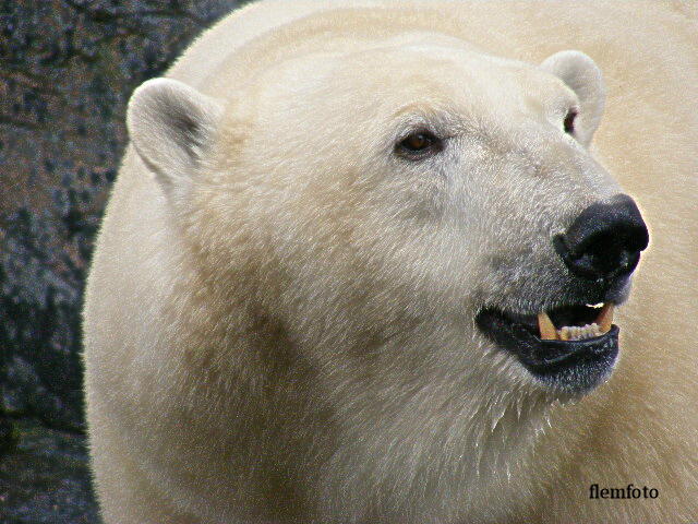 © flemming rasmussen - Polar bear