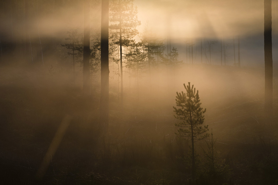 © Rimantas Bikulčius - Проснуться в тумане