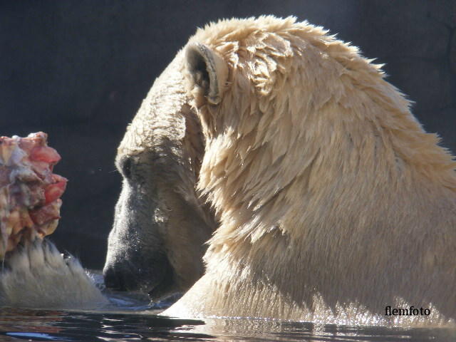 © flemming rasmussen - Polar bear