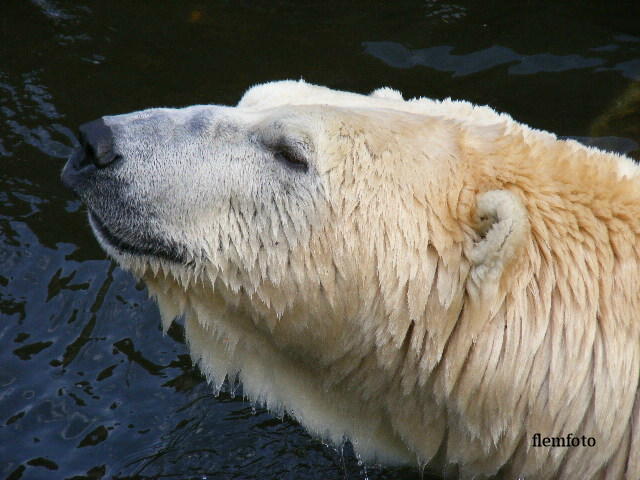 © flemming rasmussen - Polar bear