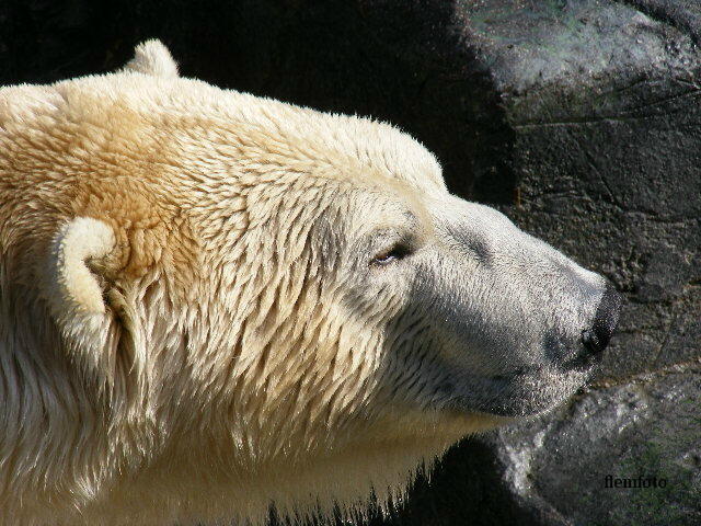 © flemming rasmussen - Polar bear