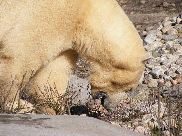 © flemming rasmussen - Polar bear