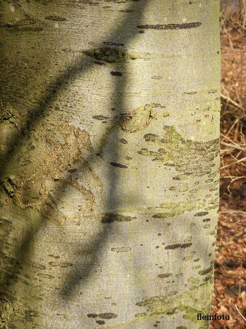 © flemming rasmussen - Shadow