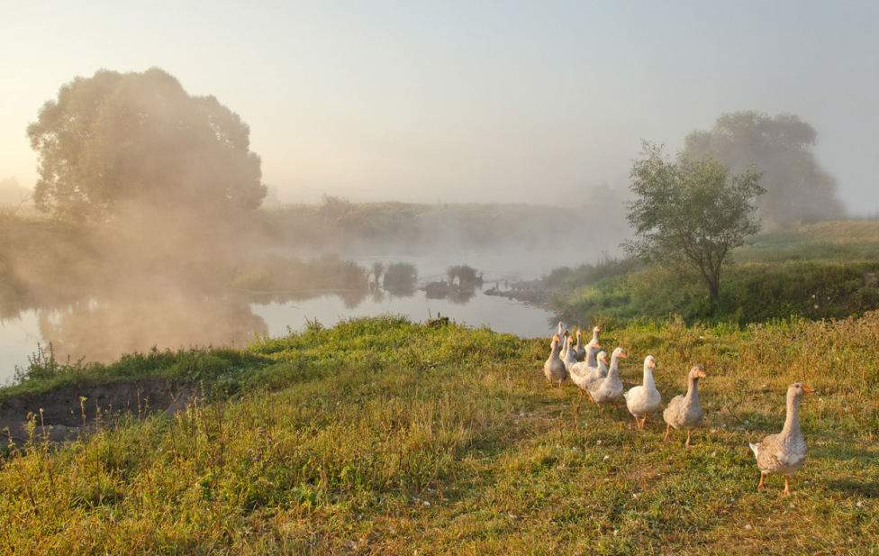 © Михаил Агеев - Гуськом