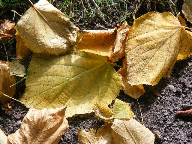 © flemming rasmussen - Autumn