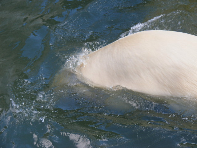 © flemming rasmussen - Polar bear