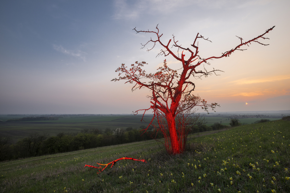 © Ondrej Tichy - Fiery Tree