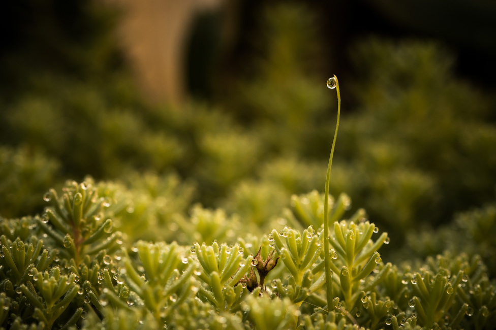 © Alexander Asedach - drop