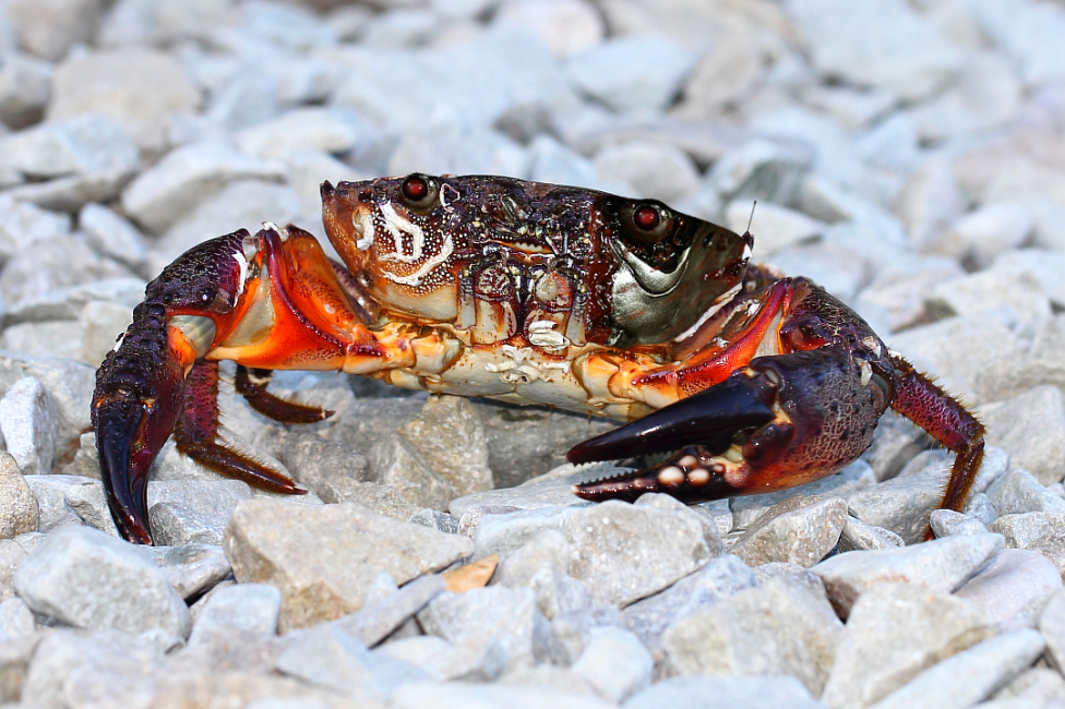 © Dmitry Saltykov - Crab Terminator...