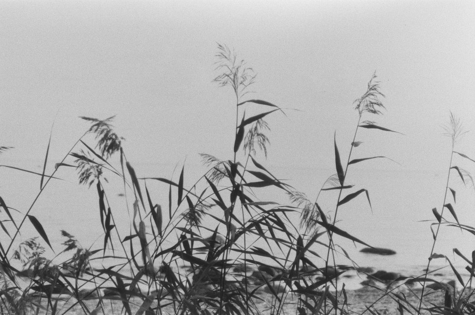 © Zen Snake - Reeds