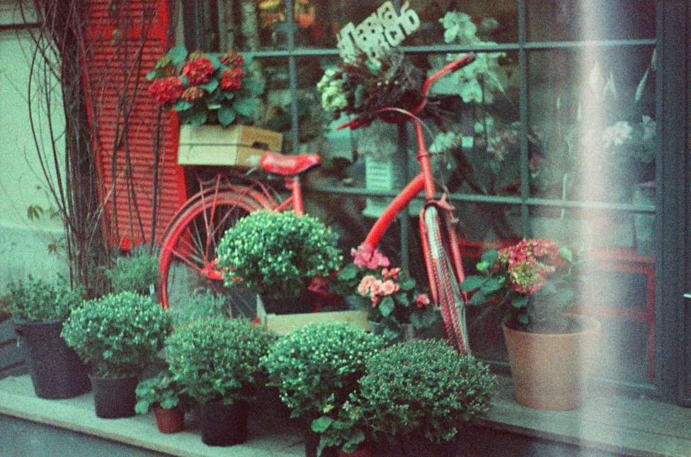 © Zen Snake - Flower Shop